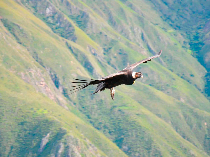 condor-chonta